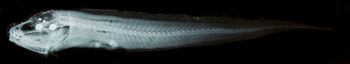 Media type: image;   Ichthyology 159000 Aspect: lateral xray